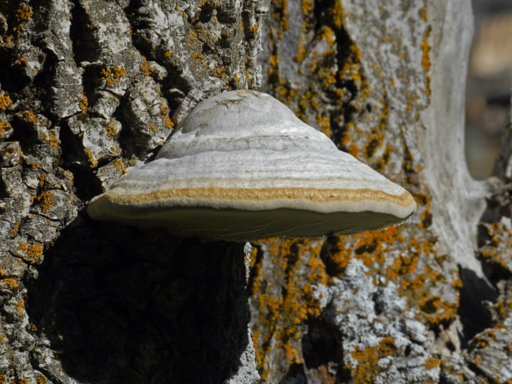 Un esemplare dalla Val d''Aosta (Fomes fomentarius)